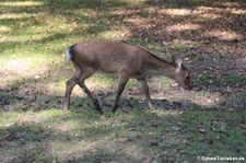 Sikahirsch (Cervus nippon) im Hirschpark in Troisdorf