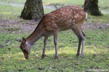 Sikahirsch (Cervus nippon) im Hirschpark in Troisdorf