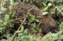 Erinaceus europaeus