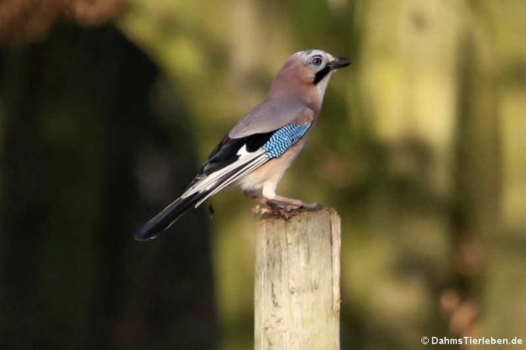 Garrulus glandarius