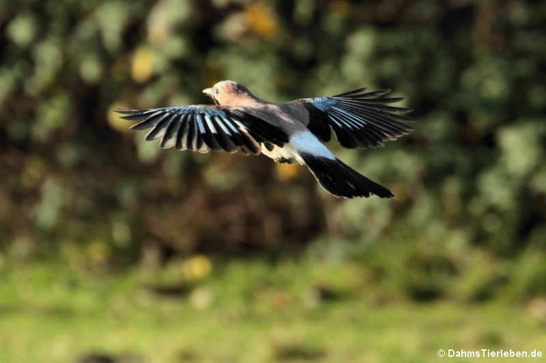 Garrulus glandarius