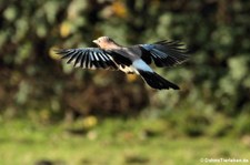 Eichelhäher (Garrulus glandarius glandarius) im Kölner Süden