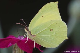 Zitronenfalter (Gonepteryx rhamni)