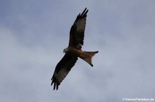 Rotmilan (Milvus milvus) in Euskirchen-Wißkirchen