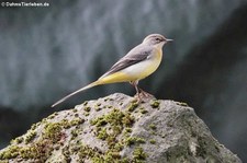 Gebirgsstelze (Motacilla cinerea cinerea) in Krefeld