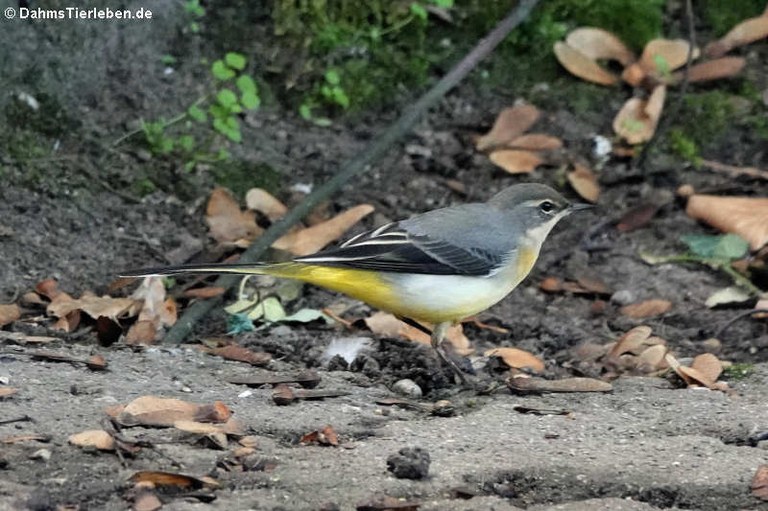 Motacilla cinerea cinerea