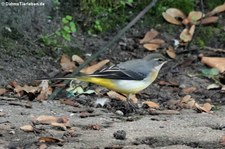 Gebirgsstelze (Motacilla cinerea cinerea) in Krefeld