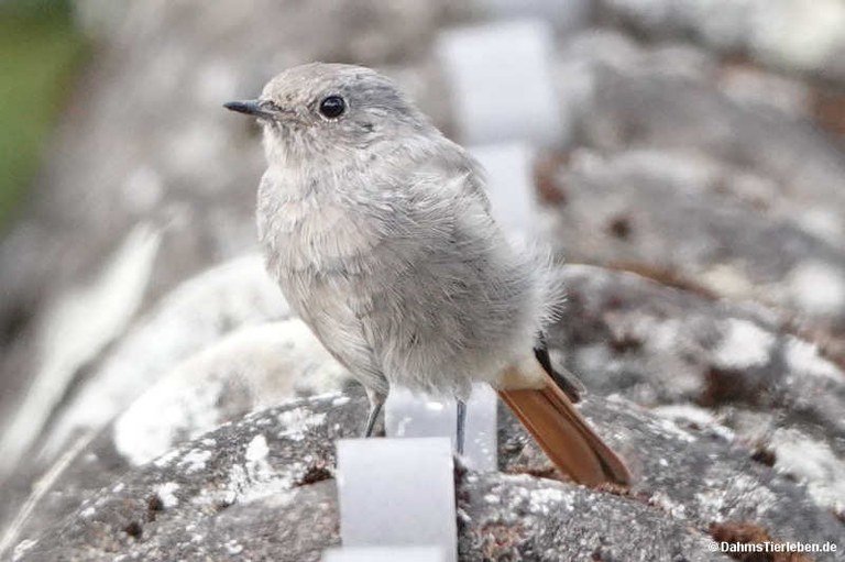 Phoenicurus ochruros gibraltariensis