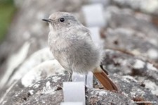 Phoenicurus ochruros gibraltariensis-3