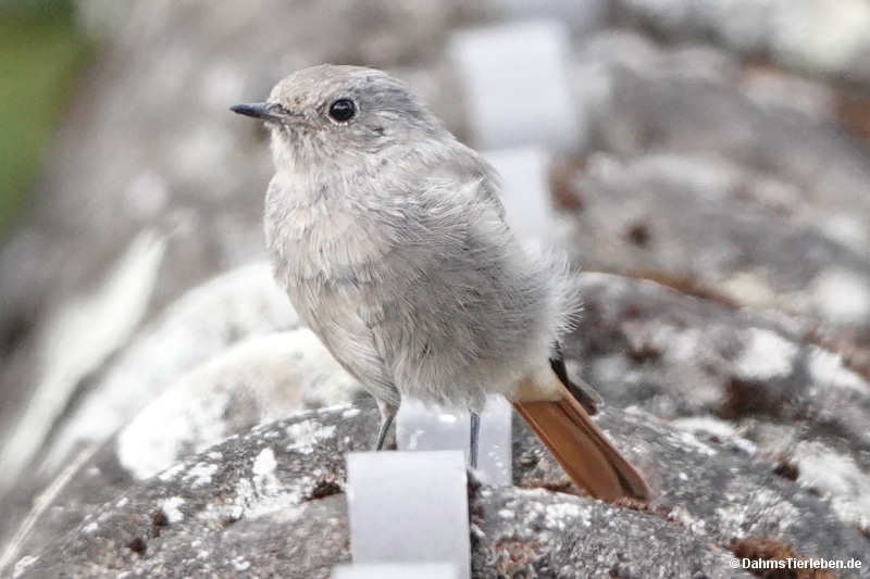 Phoenicurus ochruros gibraltariensis