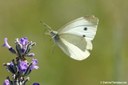 Pieris rapae
