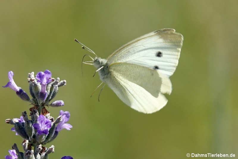 Kleiner Kohlweissling Pieris rapae-4