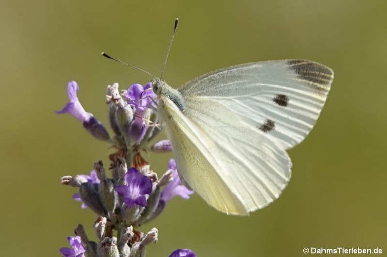 Pieris rapae