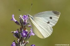Pieris rapae-4