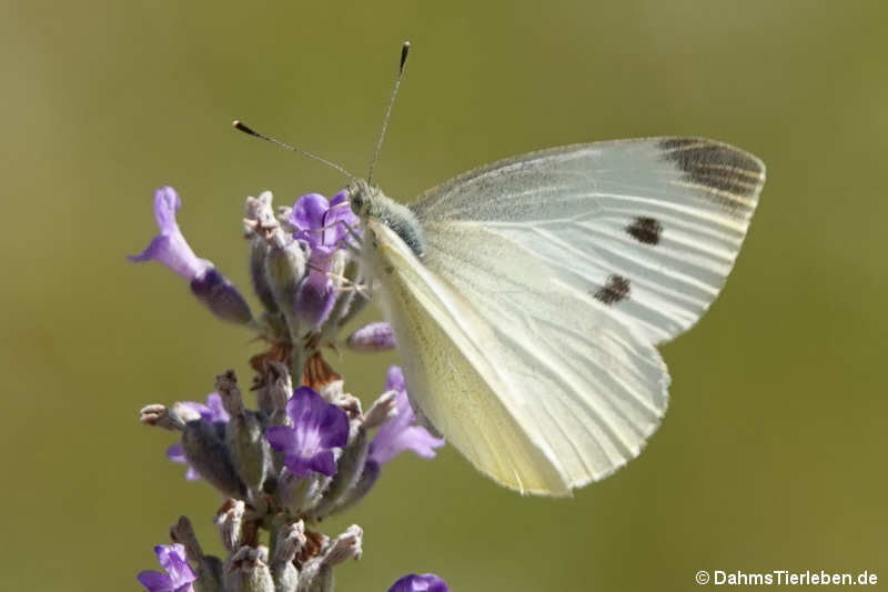 Pieris rapae