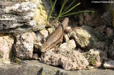 Mauereidechse (Podarcis muralis) in Konz-Roscheid