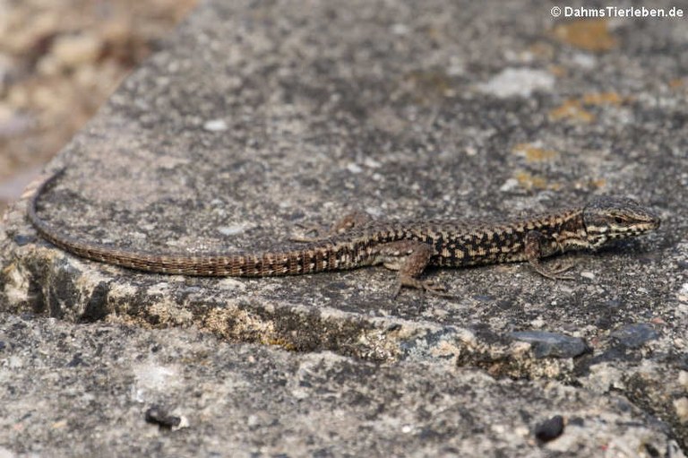 Podarcis muralis