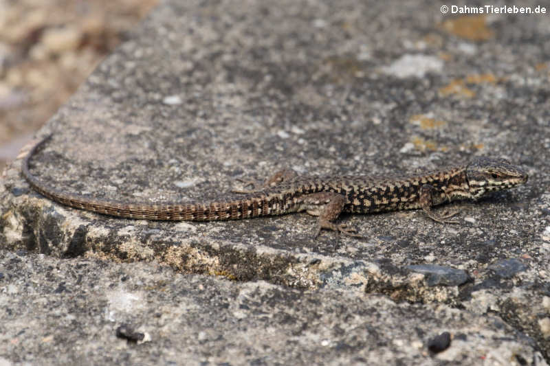 Podarcis muralis