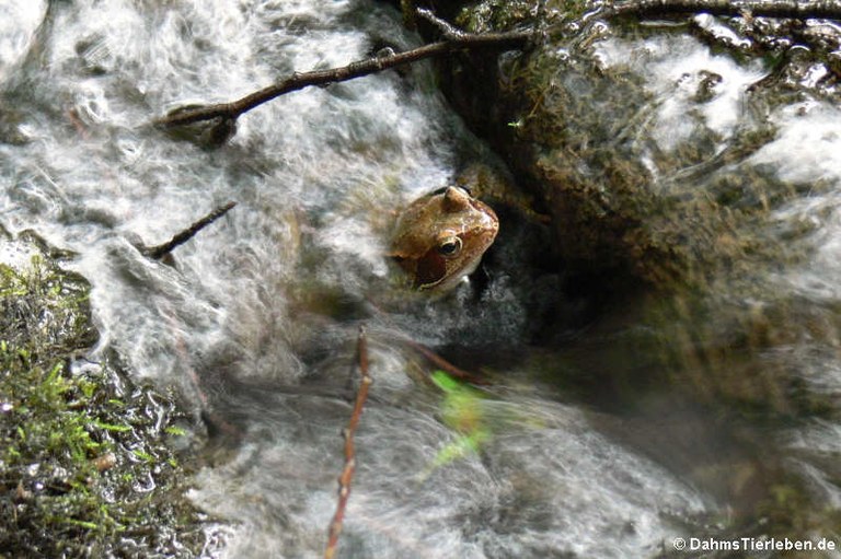 Rana dalmatina