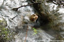 Springfrosch (Rana dalmatina), aufgenommen im Bergischen Land