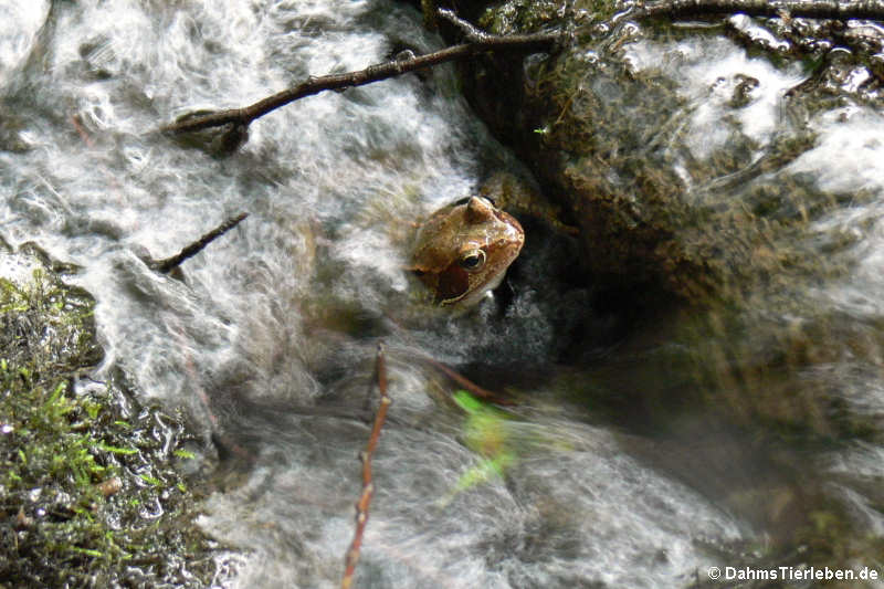 Rana dalmatina