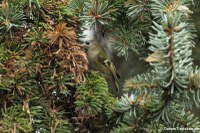 Wintergoldhähnchen (Regulus regulus) am Steinneuer Hof in Köln