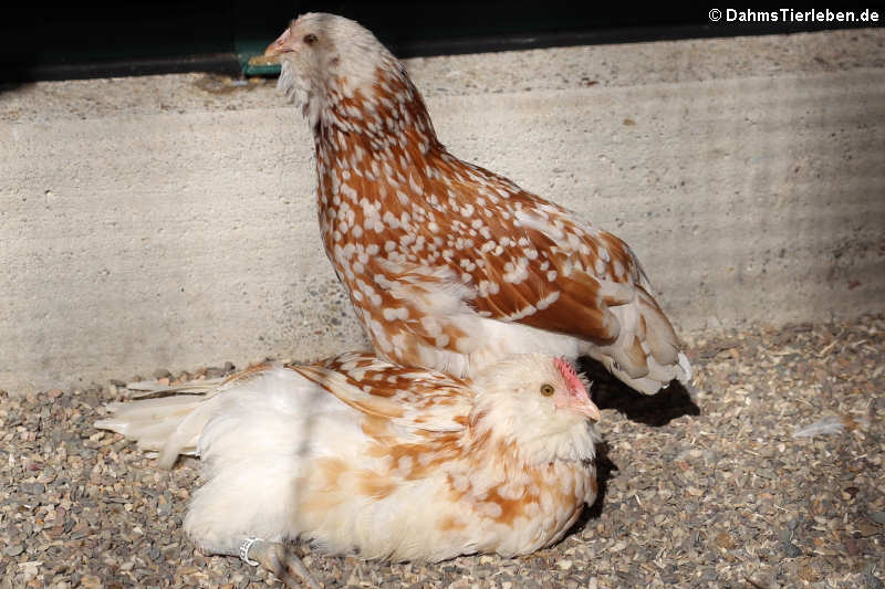 Thüringer Barthuhn-1