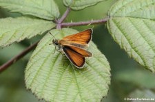 Schwarzkolbiger Braun-Dickkopffalter (Thymelicus lineola), aufgeommen in Hellenthal / Eifel