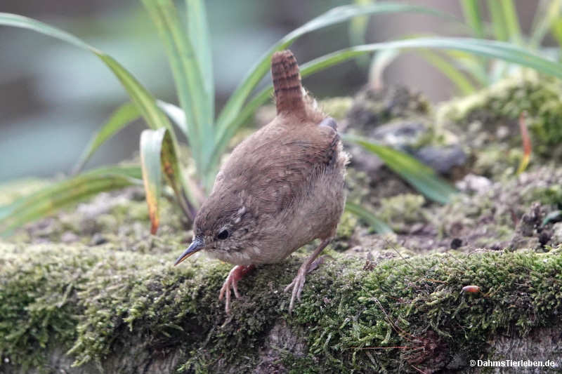 Troglodytes troglodytes troglodytes
