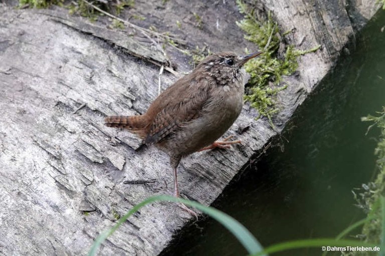 Troglodytes troglodytes troglodytes