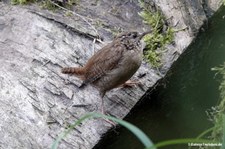 Zaunkönig (Troglodytes troglodytes troglodytes)
in Duisburg Troglodytes troglodytes troglodytes-9