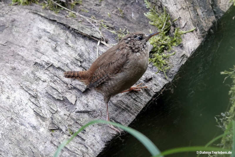 Troglodytes troglodytes troglodytes