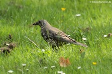 Misteldrossel (Turdus viscivorus) am Steinneuer Hof in Köln