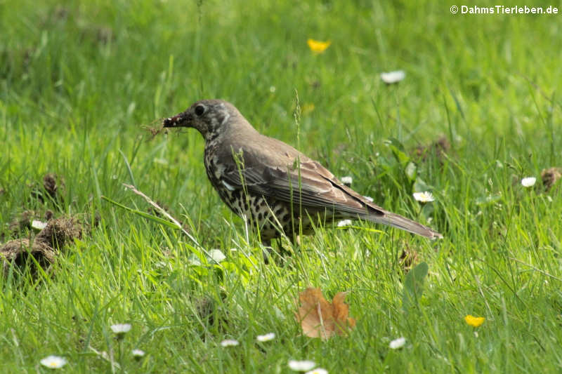 Turdus viscivorus