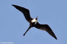 Prachtfregattvogel (Fregata magnificens) auf St. Kitts