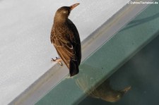 Perlaugen-Spottdrossel (Margarops fuscatus) auf St. Kitts