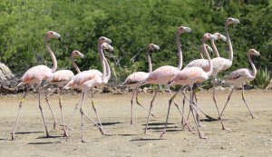 Flamingos auf Bonaire