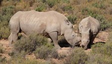 Südliche Breitmaulnashörner
(Ceratotherium simum simum) Breitmaulnashörner
