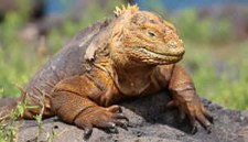 Drusenkopf oder Galápagos-Landleguan Drusenkopf oder Galápagos-Landleguan