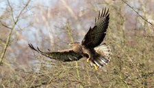 Mäusebussard am Kalscheurer Weiher Mäusebussard am Kalscheurer Weiher