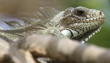 Grüner Leguan in Fort-de-France Iguana iguana