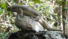 Nachbildung des Mauritius-Riesenskink
(Leiolopisma mauritiana) Mauritius