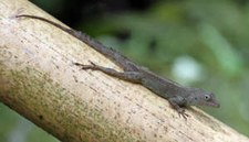 Anolis im El Yunque National Forest Anolis im El Yunque National Forest