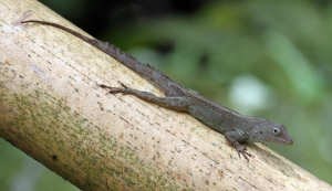 Anolis im El Yunque National Forest