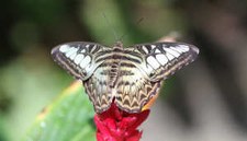 Blauer Segler (Parthenos sylvia) in der Butterfly Farm Parthenos sylvia