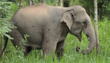 Elefant im Kuiburi Nationalpark Elefant im Kuiburi Nationalpark