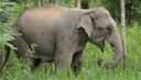 Thailand Elefant