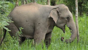 Elefant im Kuiburi Nationalpark