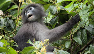 Thailand Brillenlangur