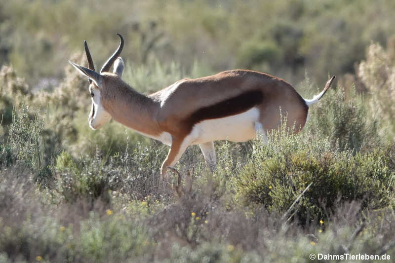 Antidorcas marsupialis-1